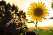 sunflower - sunflower-1127174