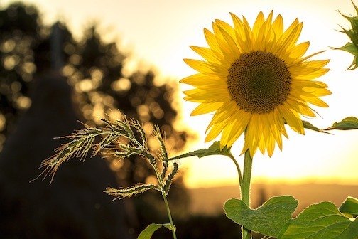 sunflower - sunflower-1127174