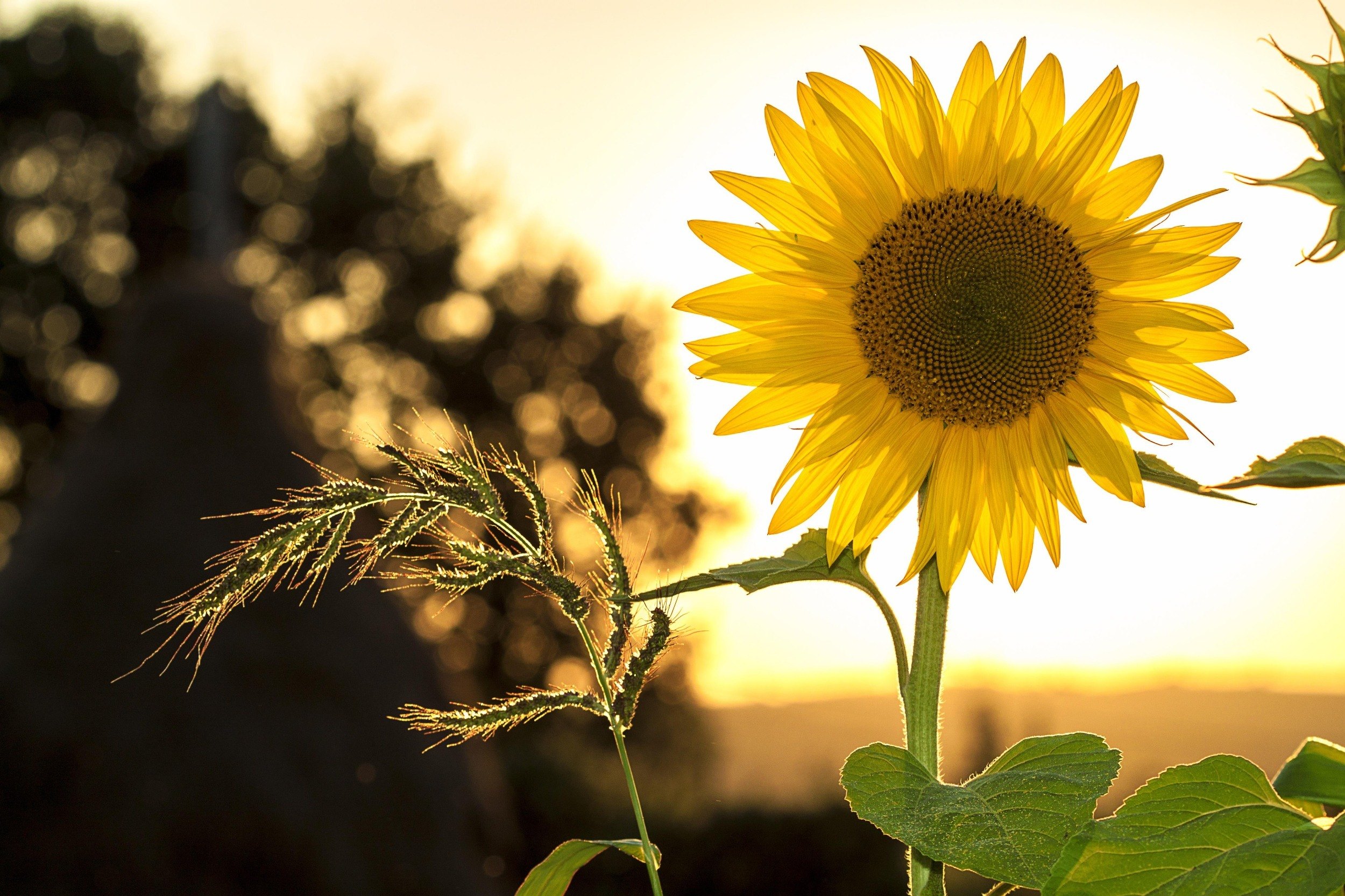 sunflower - sunflower-1127174